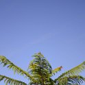 Jacaranda species